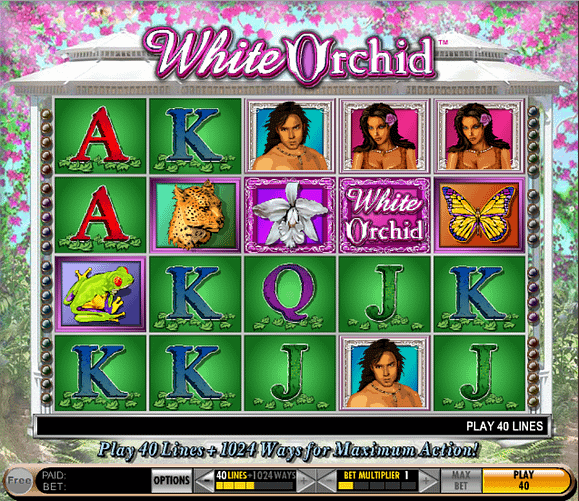 White Orchid, salah satu game slot online terbaik